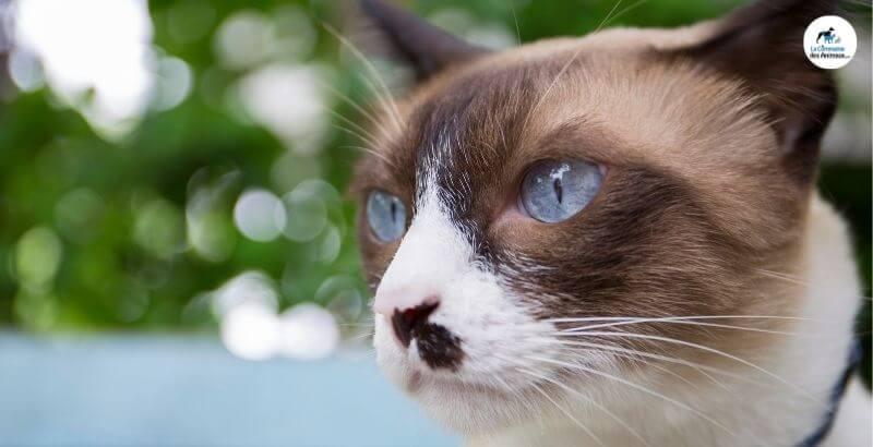 Comment prendre soin des yeux de son chat ? 