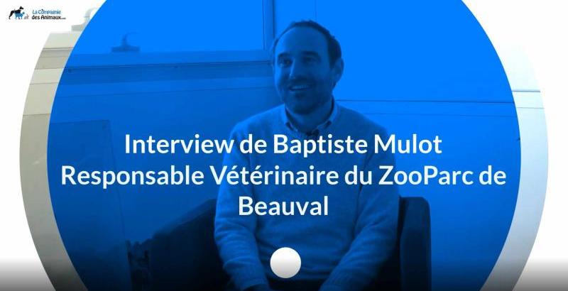 Interview : Baptiste Mulot, responsable vétérinaire du ZooParc de Beauval [VIDEO]