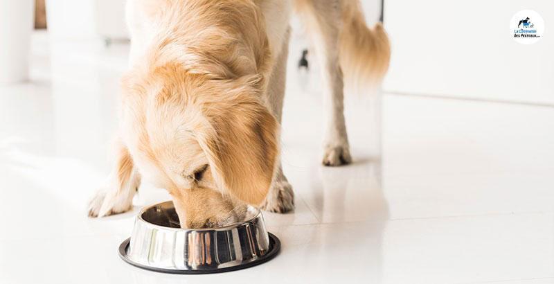 Votre chien mange trop vite ? C'est un glouton !