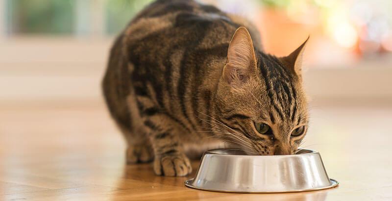 Un chat peut-il manger végétarien ?