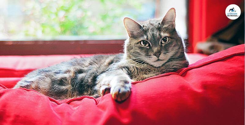 Vrai ou Faux : Les chats peuvent avoir des pellicules