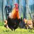 Parlons petites bêtes… Protégez vos poules des poux !