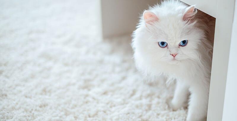 Vrai ou Faux : Un chat albinos est plus fragile