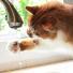 5 astuces pour hydrater son chat