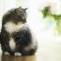 Vrai ou Faux : Un chat castré est toujours obèse