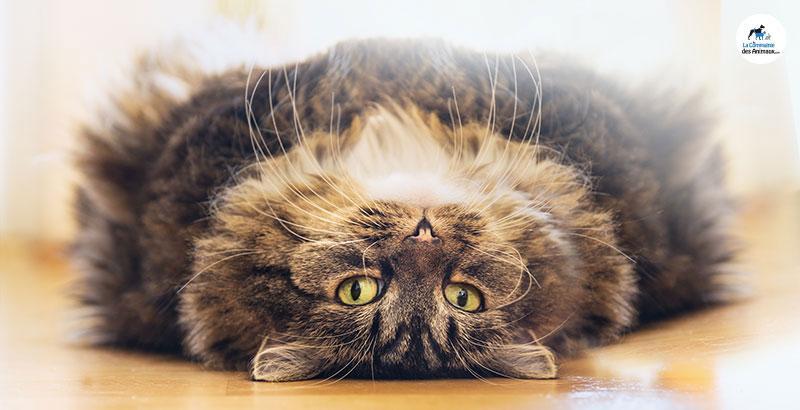 2018 : Objectif perte de poids pour votre chat !
