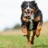 Quizz : Testez vos connaissances sur l'arthrose du chien