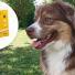 On a testé : le collier antiparasitaire pour chien Scalibor [VIDEO]