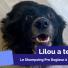 On a testé : le shampooing PRO Dogteur pour chien à l'Amande Bleue [VIDEO]