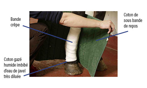 Lymphangite : Comment faire un bandage à son cheval ?