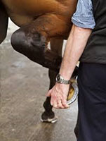 Les signes d’arthrose chez le cheval