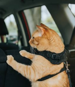 Comment réduire le stress d'un chat en voiture ?