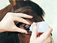 Prendre soin des yeux des chevaux