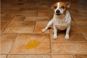 Illustration chien qui urine à l'intérieur