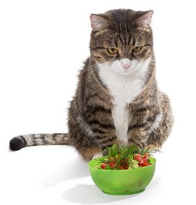 Les 4 points clé de la mise en place du régime chez le chat