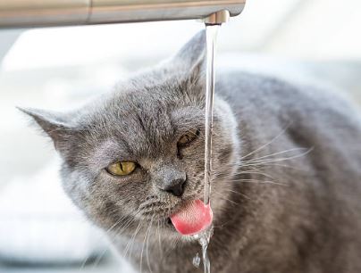 5 choses à savoir sur l'hydratation du chat