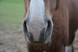 Tout savoir sur la toux du cheval !