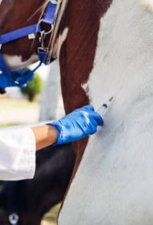 Maladies contre lesquelles on peut vacciner les chevaux 