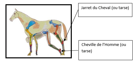 ce schéma d’anatomie comparée cheval
