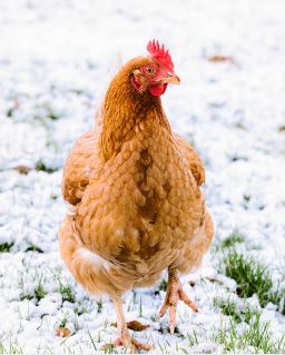 Quelle alimentation donner ses poules avant l'hiver ?