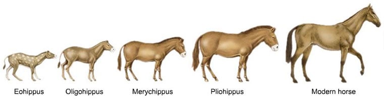 &Eacute;volution du cheval