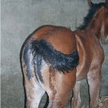 Perte de poil caractéristique d’une diarrhée chronique chez un petit poulain