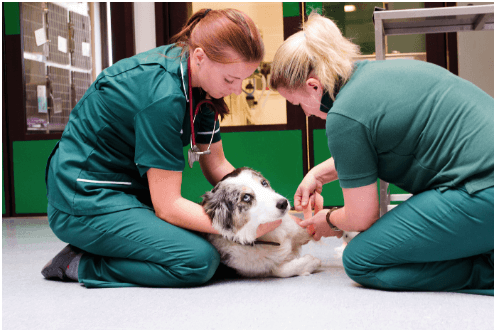 Illustration chien pris en charge vétérinaires
