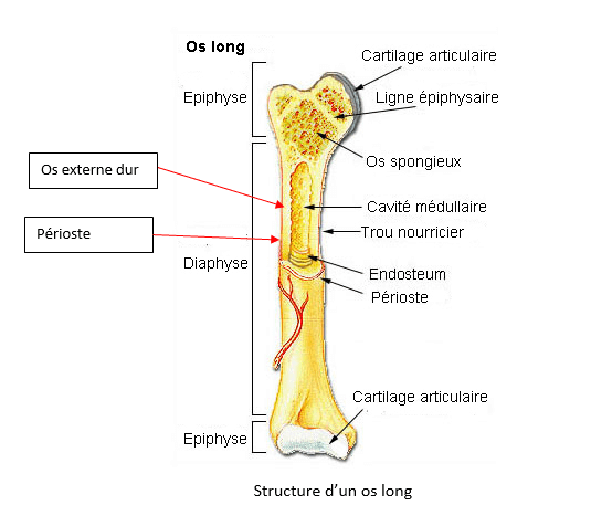 Structure d’un os long chez le cheval