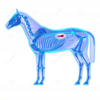 Les organes d’élimination chez le cheval : Le foie & les reins
