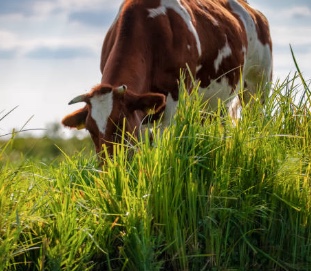 La Keratoconjonctivite infectieuse bovine 