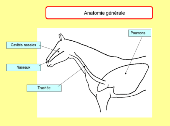 Illustration anatomie générale de l’appareil respiratoire d’un cheval
