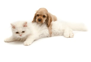 Illustration chien et chat