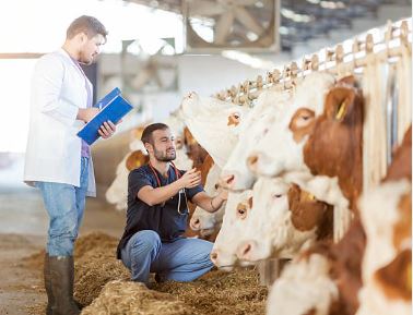 Vetebiol : Une aide précieuse en cas de congestion de la mamelle chez la vache