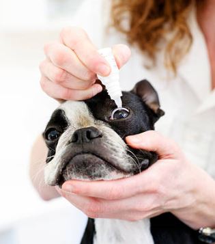 Quels produits utiliser son nettoyer les yeux de son chien / chat ?