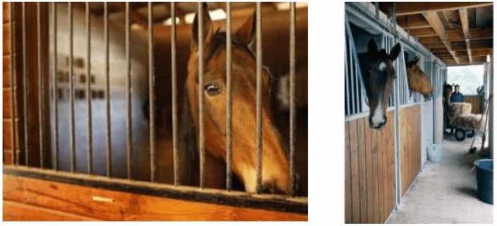 Un exemple : préférer les grilles « col de cygne » (qui permettent au cheval de sortir la tête du box) aux grilles pleines qui enferment totalement le cheval dans le box.