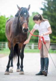 Vrai ou Faux : Le cheval est un animal peureux