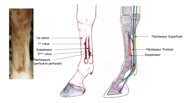 Qu'est-ce qu'un tendon et un ligament ?