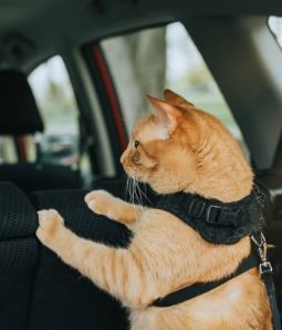 Chat malade en voiture, comment le soulager ?