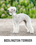 Bedlington-Terrier