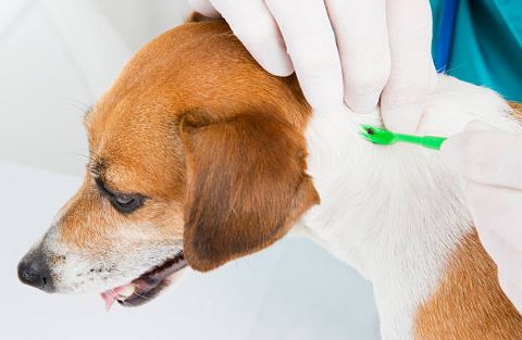 Comment protéger son chien de la maladie de Lyme ?