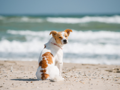 chien à la plage - évitez noyade et consommation d'eau salée