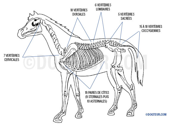 Le dos du cheval, qu'est-ce que c'est ?