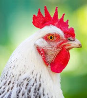 Dogteur - Quiz santé : Ma poule est-elle en forme ?