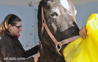 Le confort respiratoire des chevaux avec Phyto Respir
