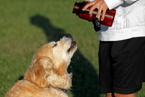 Illustration - Faites boire votre chien
