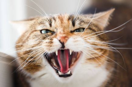 Comment calmer un chat agressif ?