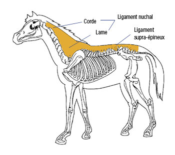 Comment fonctionne le dos du cheval ?