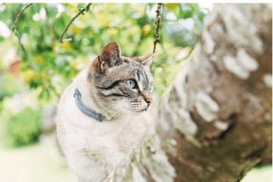 Illustration chat avec un collier antipuce dans un jardin
