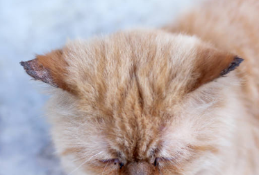 Quelles sont les maladies des puces chez le chat ?