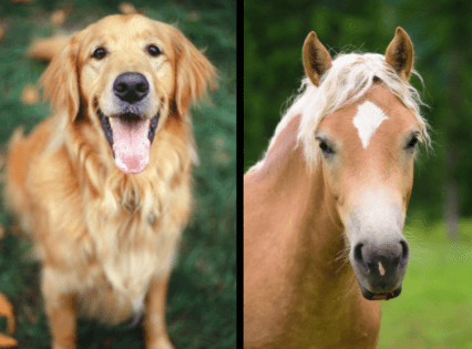 Souvent comparés pour leur gentillesse, le chien Golden Retriever et le poney Haflinger
